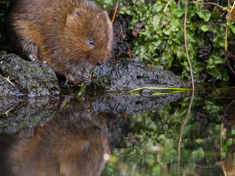 New report points to 30% decline in water vole distribution